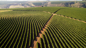 Organic coffee field - Terranova Coffee Company