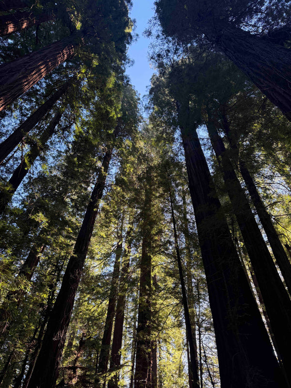 Redwood Roast