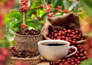 USDA and CCOF certified organic coffee - Terranova Coffee Company