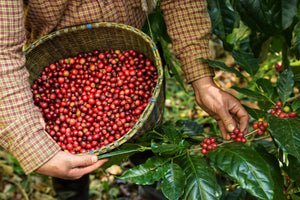 Picking organic coffee beans  - Terranova Coffee Company